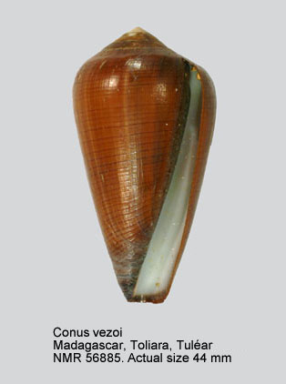 Conus vezoi.jpg - Conus vezoi Korn, Niederhöfer & Blöcher,2000